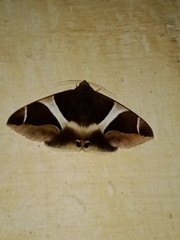 Bastilla crameri