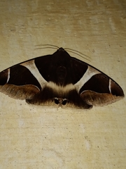 Bastilla crameri