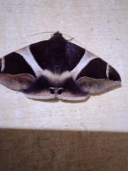 Bastilla crameri