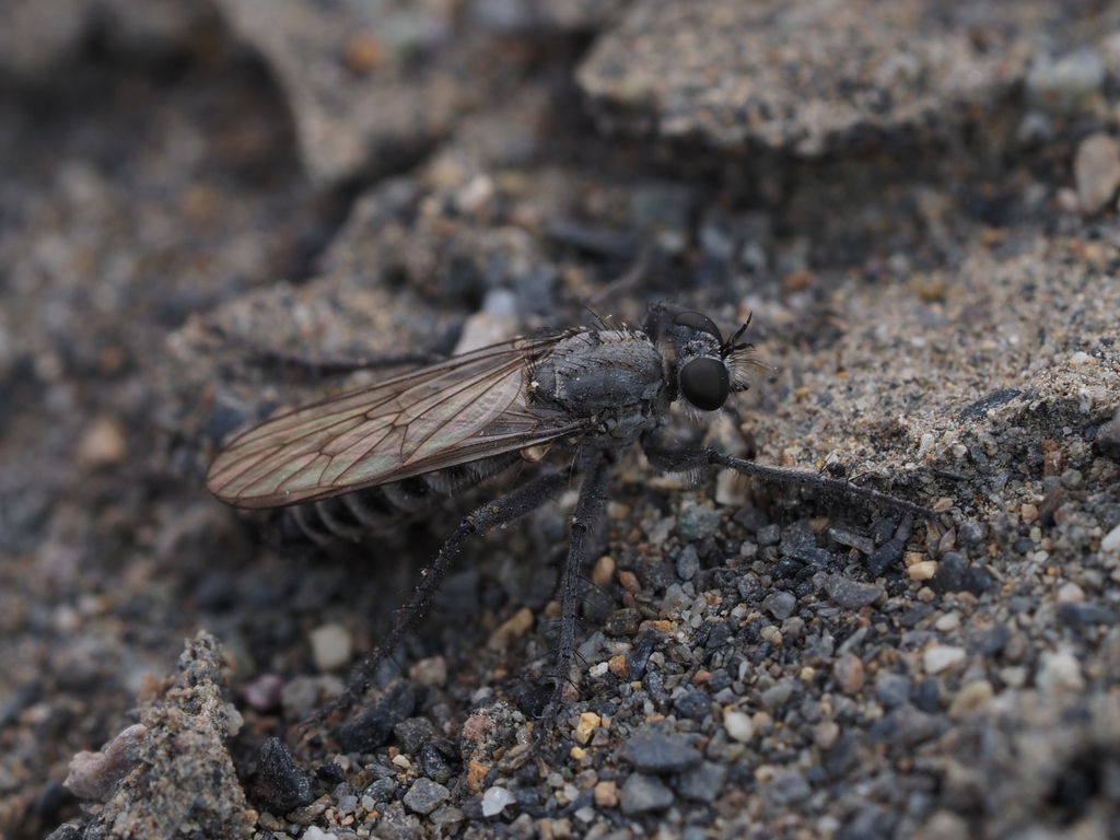 Lasiopogon primus