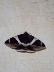 Bastilla crameri