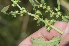 Rumex dentatus