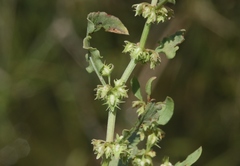 Rumex dentatus
