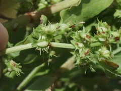 Rumex dentatus