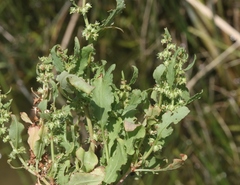 Rumex dentatus
