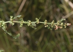 Rumex dentatus