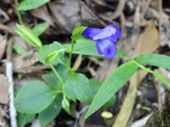 Torenia concolor