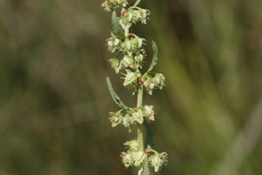 Rumex dentatus