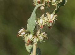 Rumex dentatus