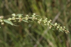 Rumex dentatus