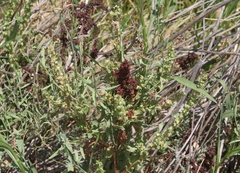 Rumex dentatus