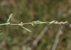 Polygonum argyrocoleon