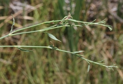 Polygonum argyrocoleon
