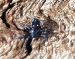 Tharpyna campestrata