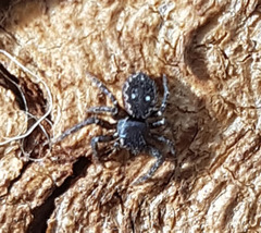 Tharpyna campestrata