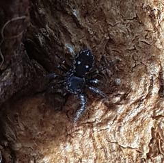 Tharpyna campestrata