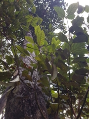 Elaeocarpus sedentarius