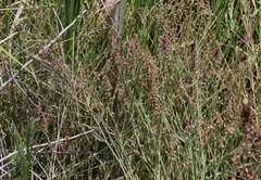 Polygonum argyrocoleon
