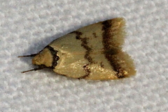 Heteroteucha anthodora