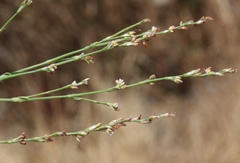Polygonum argyrocoleon