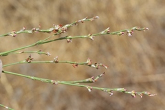 Polygonum argyrocoleon