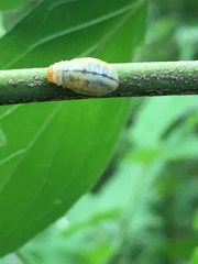 Calligrapha philadelphica