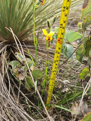 Image of Diuris perialla by (c) Cal Wood, some rights reserved (CC BY)
