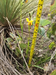 Diuris perialla