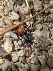 Castianeira walsinghami