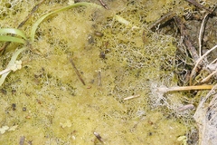 Hydrodictyon reticulatum