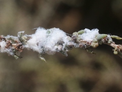 Craspedolepta suaedae