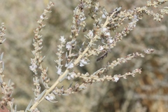 Craspedolepta suaedae