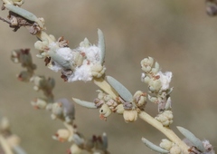 Craspedolepta suaedae