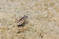Ellipsoptera cuprascens