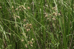 Bolboschoenus maritimus paludosus