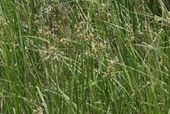 Bolboschoenus maritimus paludosus