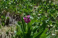 Primula parryi