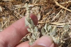 Atriplex argentea