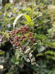 Spiraea media