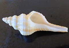 Propefusus australis