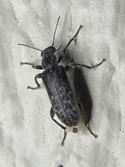 Duboisius