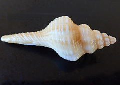 Propefusus australis