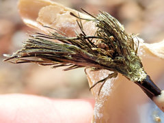 Malleus meridianus