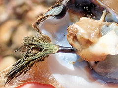 Malleus meridianus