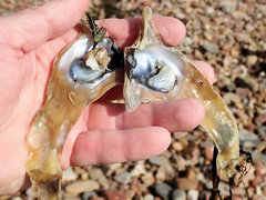 Malleus meridianus