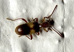 Cymatodera aegra