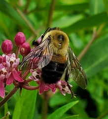 Bombus griseocollis