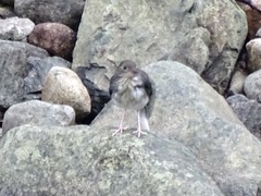 Enicurus schistaceus