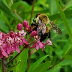 Bombus griseocollis