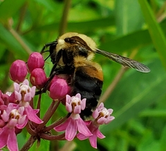 Bombus griseocollis